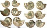 Lot: to Polished Cut/Polished Ammonite - Pairs #116661-3